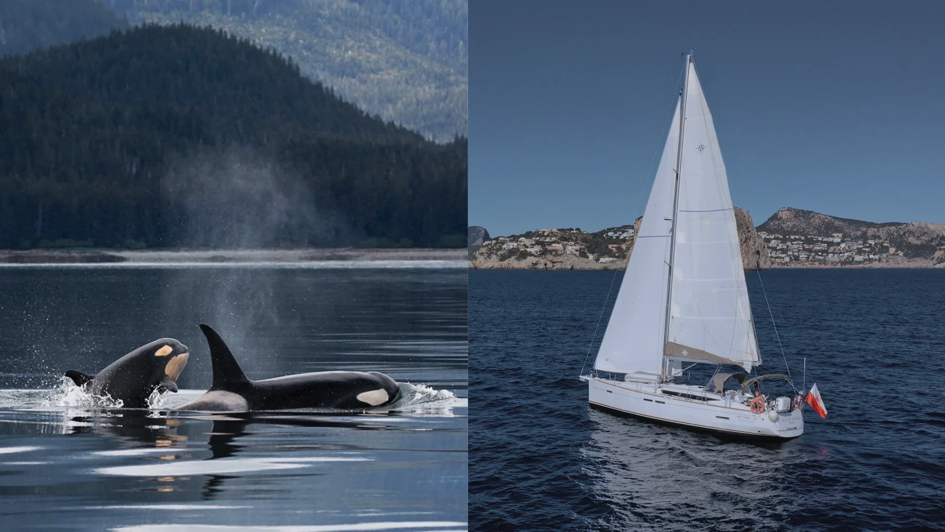 Imagen de unas orcas y del velero afectado. 