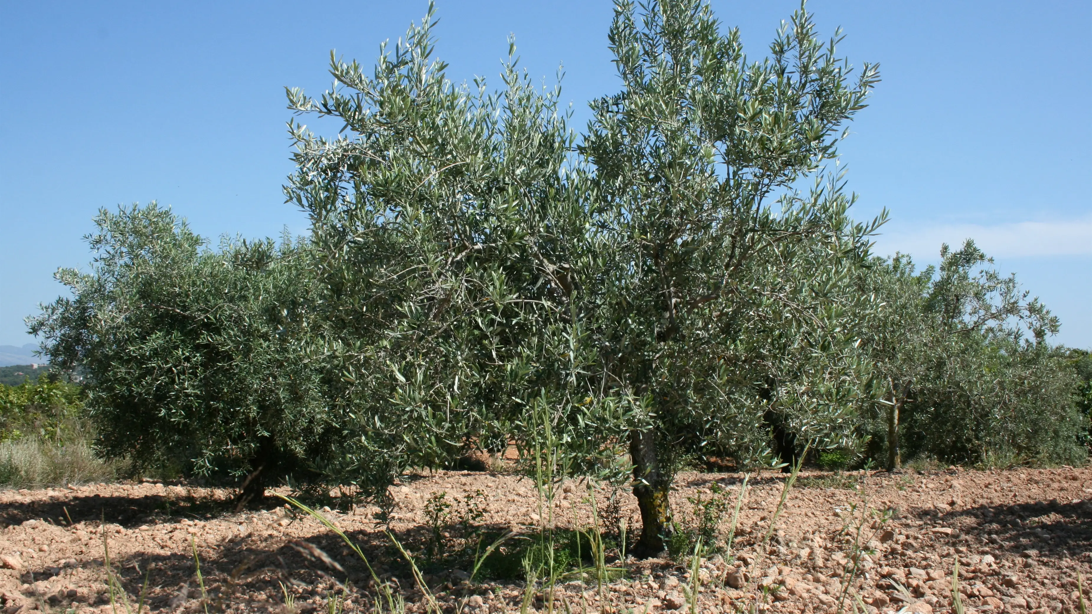 Olivo