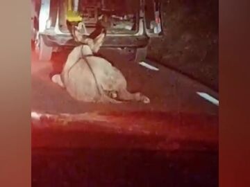 Denuncian a un conductor por atar un burro a su coche y arrastrarlo por la carretera