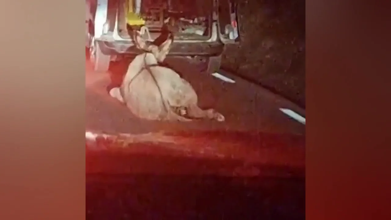 Denuncian a un conductor por atar un burro a su coche y arrastrarlo por la carretera Denuncian a un conductor por atar un burro a su coche y arrastrarlo por la carretera