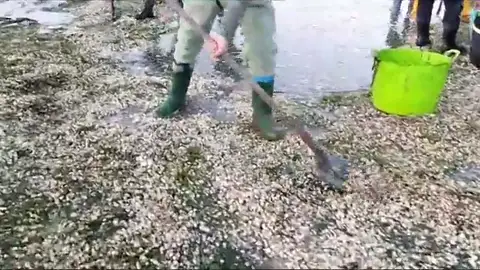 Catástrofe para el sector marisquero por culpa del temporal Catástrofe para el sector marisquero por culpa del temporal