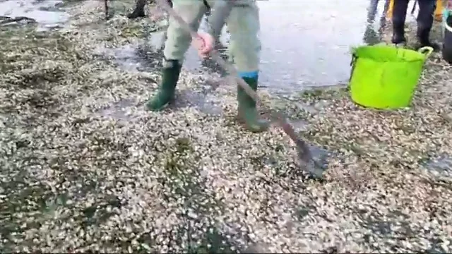 Catástrofe para el sector marisquero por culpa del temporal Catástrofe para el sector marisquero por culpa del temporal