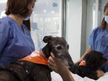 Los perros visitan a los pacientes de la UCI en el Hospital del Mar