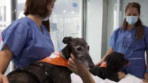 Los perros visitan a los pacientes de la UCI en el Hospital del Mar Los perros visitan a los pacientes de la UCI en el Hospital del Mar