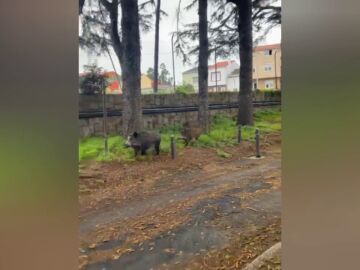 El vídeo de los tres jabalíes en el CIFP de Imaxe e Son de A Coruña