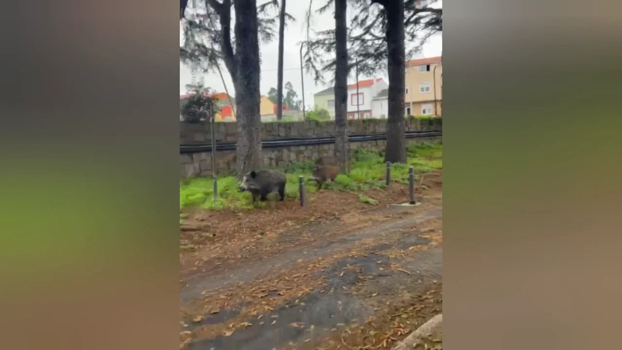 El vídeo de los tres jabalíes en el CIFP de Imaxe e Son de A Coruña El vídeo de los tres jabalíes en el CIFP de Imaxe e Son de A Coruña