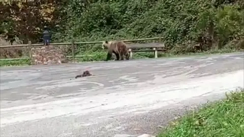 Oso pardo León Oso pardo León