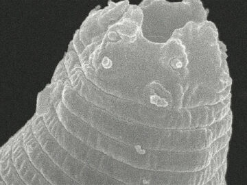 Imagen de archivo del gusano