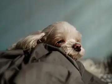 Imagen de un perro. Imagen de un perro.