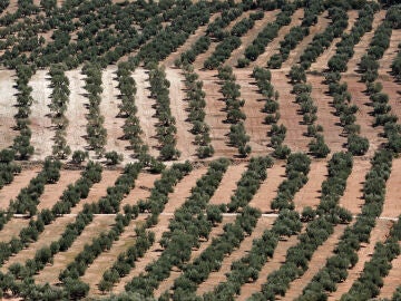 El olivar español afronta la primera cosecha del año tras sufrir una de las peores sequías de la historia