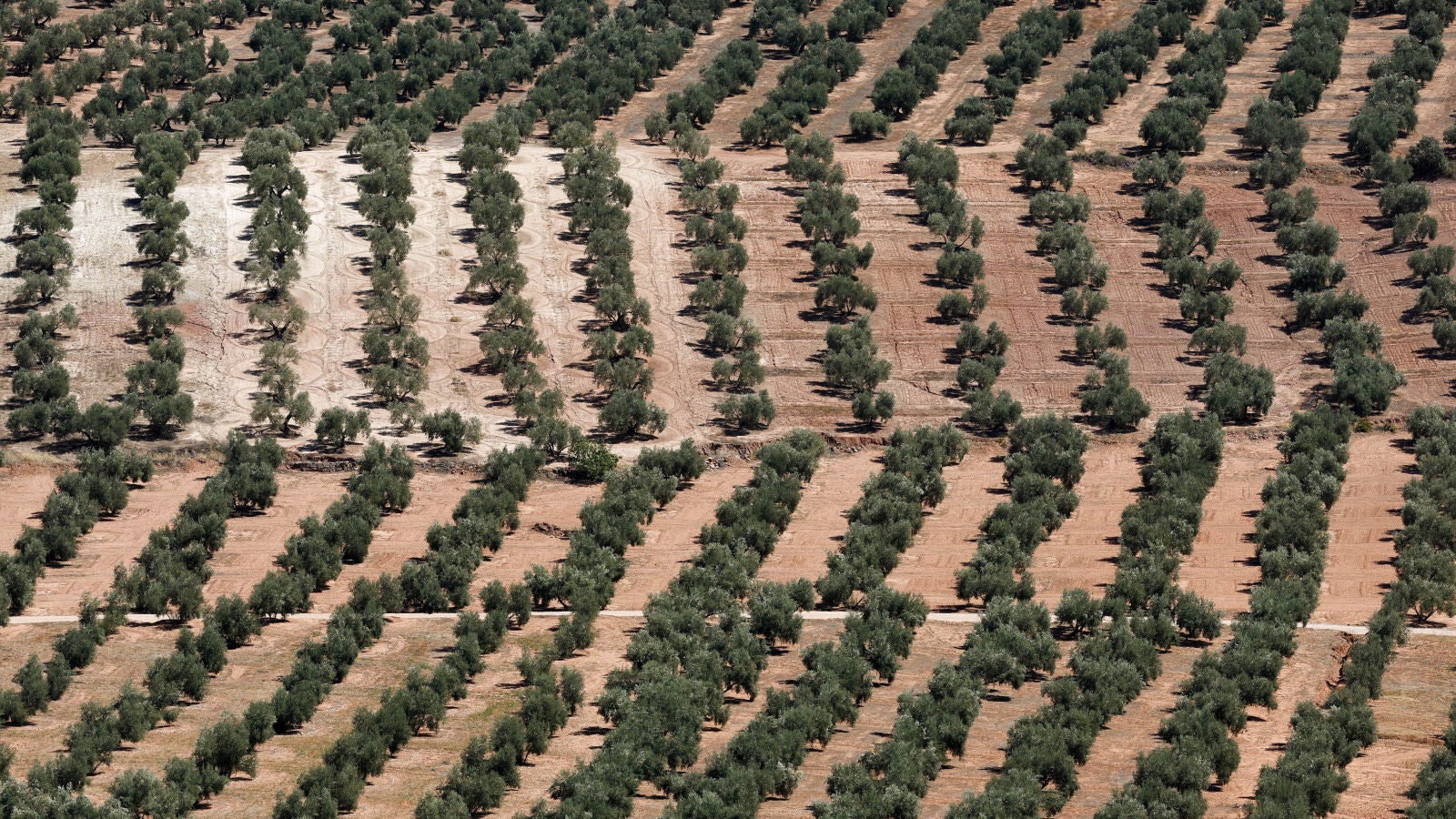 El olivar español afronta la primera cosecha del año tras sufrir una de las peores sequías de la historia