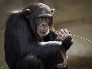 Imagen de archivo de un chimpancé Imagen de archivo de un chimpancé