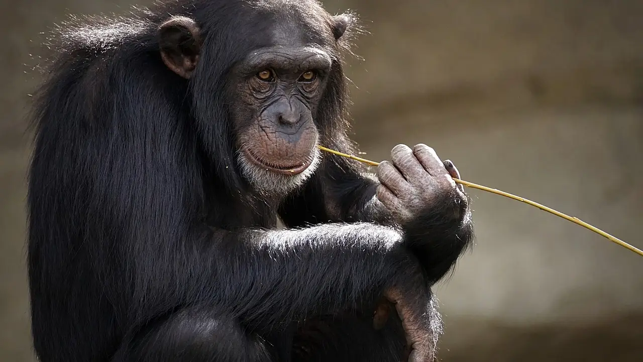 Imagen de archivo de un chimpancé Imagen de archivo de un chimpancé