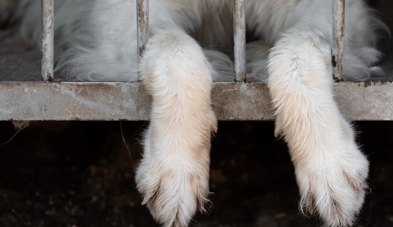 Las patas de un perro colgando de una jaula
