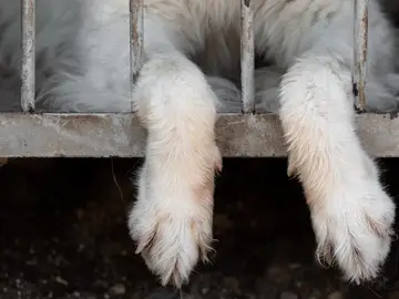 Las patas de un perro colgando de una jaula Las patas de un perro colgando de una jaula