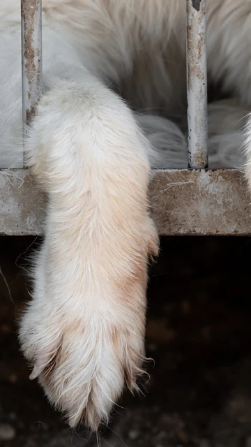 Las patas de un perro colgando de una jaula