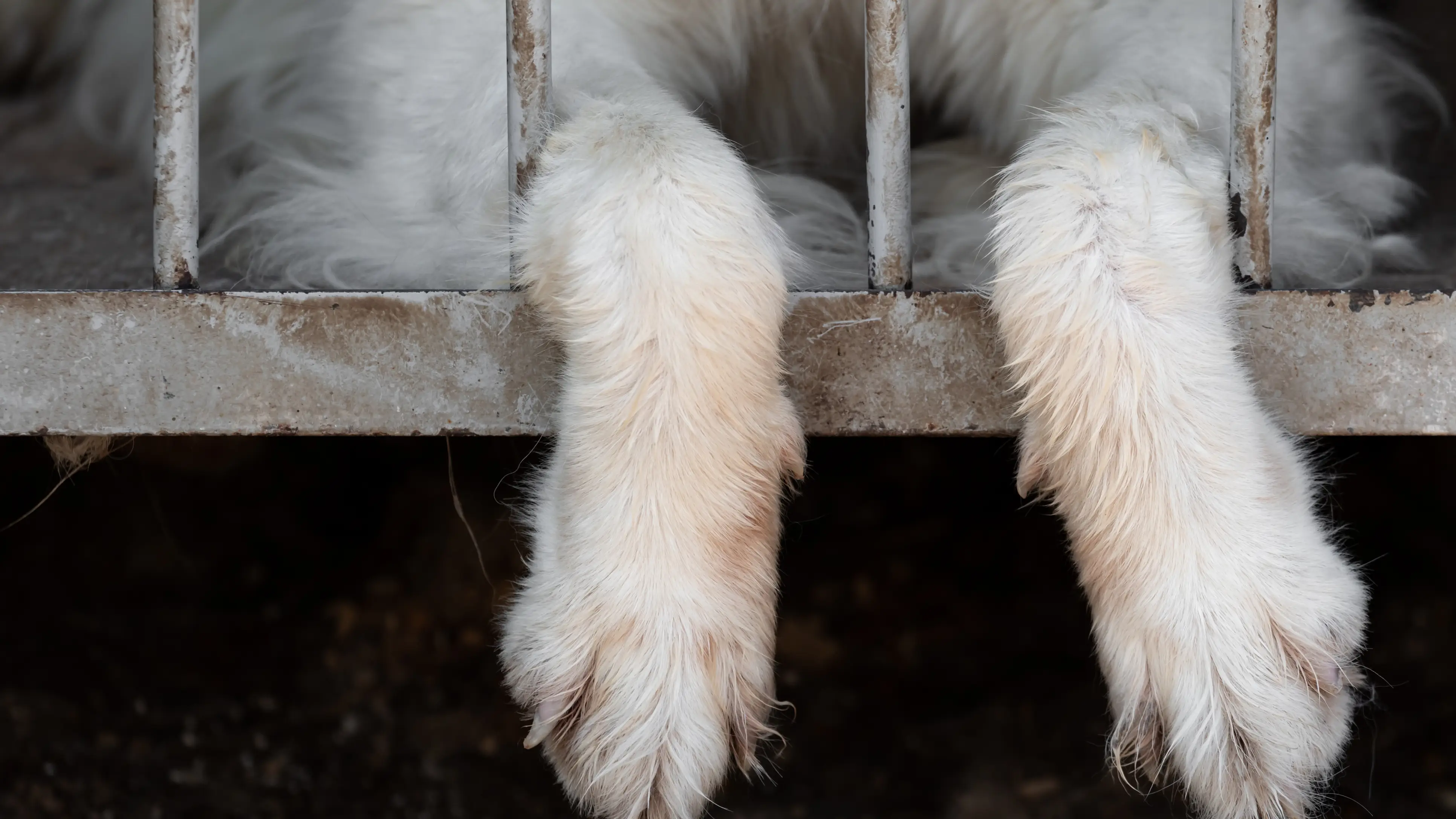 Las patas de un perro colgando de una jaula Las patas de un perro colgando de una jaula