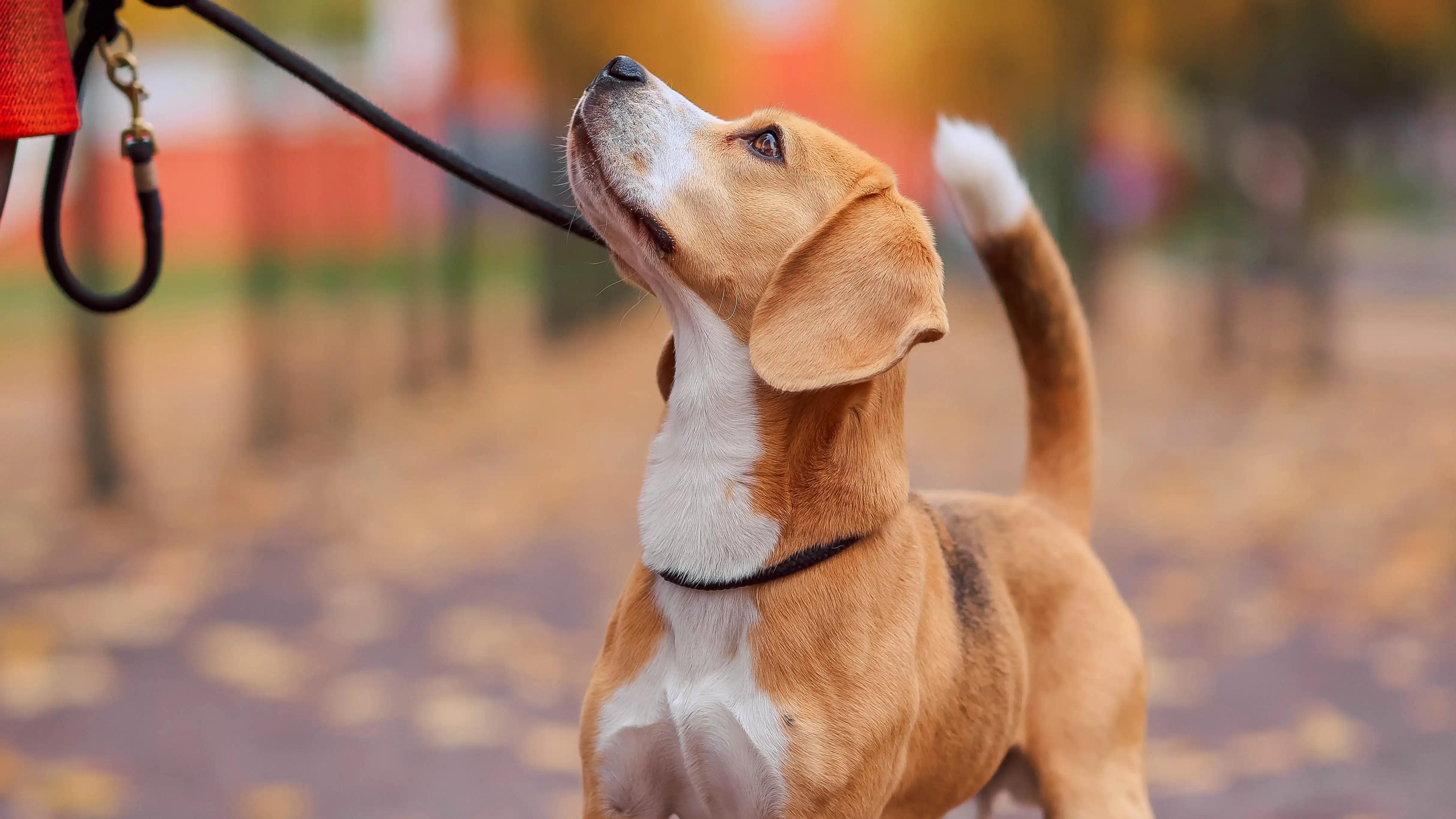 Imagen de archivo de una persona paseando un perro Imagen de archivo de una persona paseando un perro