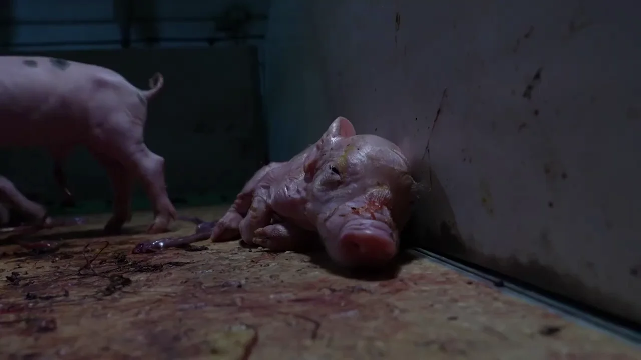 Maltrato animal