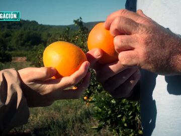 Estos son los problemas que provoca la importación de la naranja sudafricana en lugar del consumo de la nacional