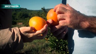 Estos son los problemas que provoca la importación de la naranja sudafricana en lugar del consumo de la nacional