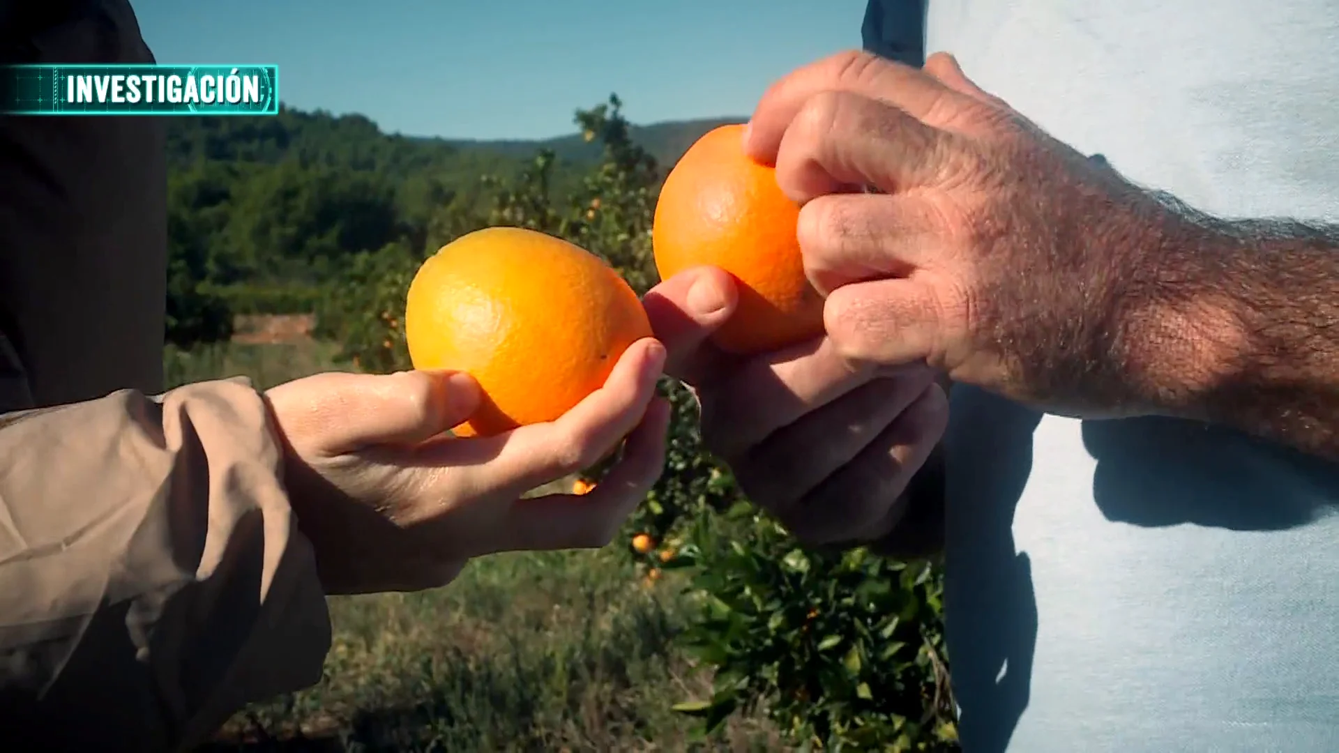 Estos son los problemas que provoca la importaci&oacute;n de la naranja sudafricana en lugar del consumo de la nacional