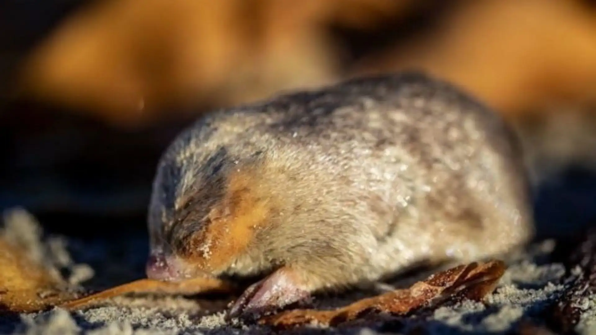 Tras 85 años existo reaparece este animal que no tiene ojos y brilla a la luz del sol Tras 85 años existo reaparece este animal que no tiene ojos y brilla a la luz del sol