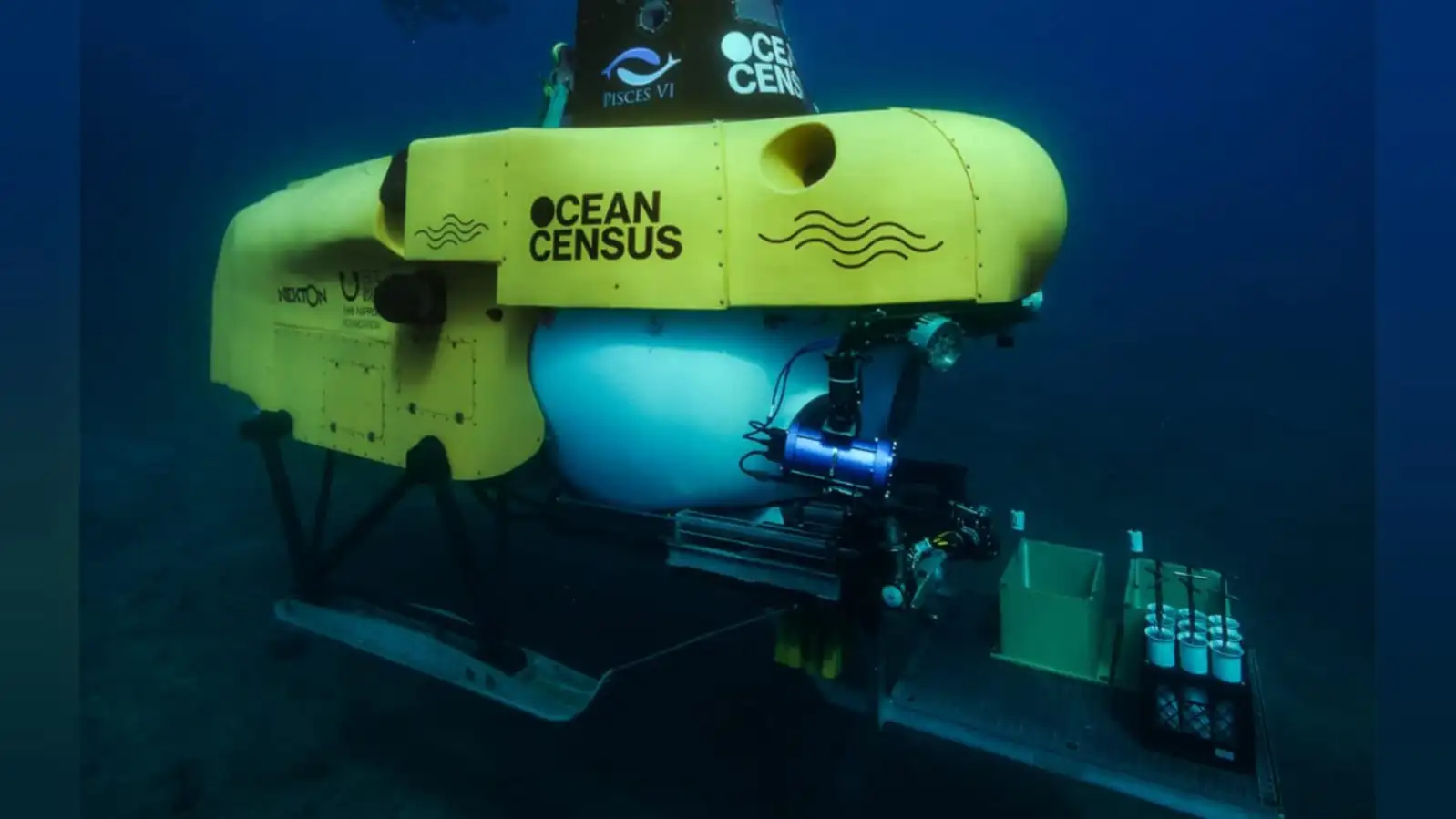Expedición en busca de nuevas especies marinas Expedición en busca de nuevas especies marinas