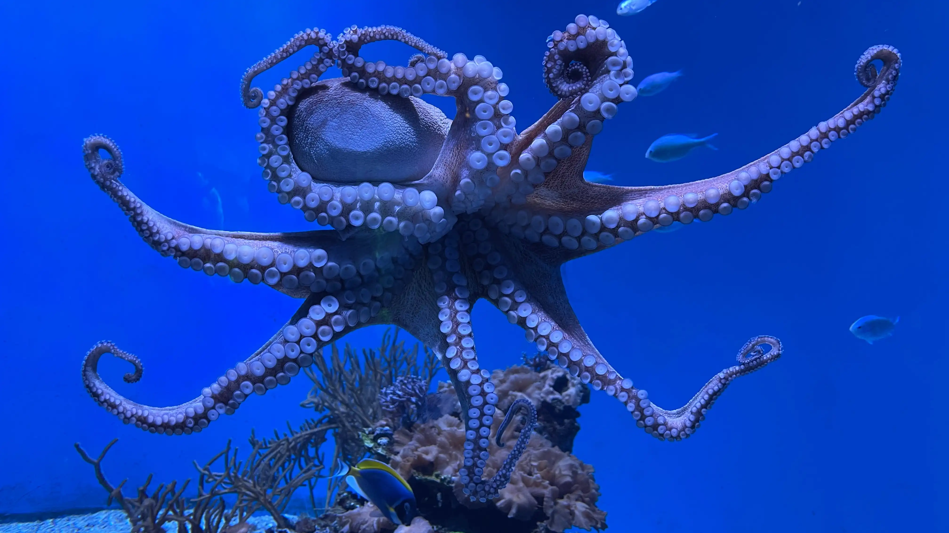 Imagen de un pulpo azul