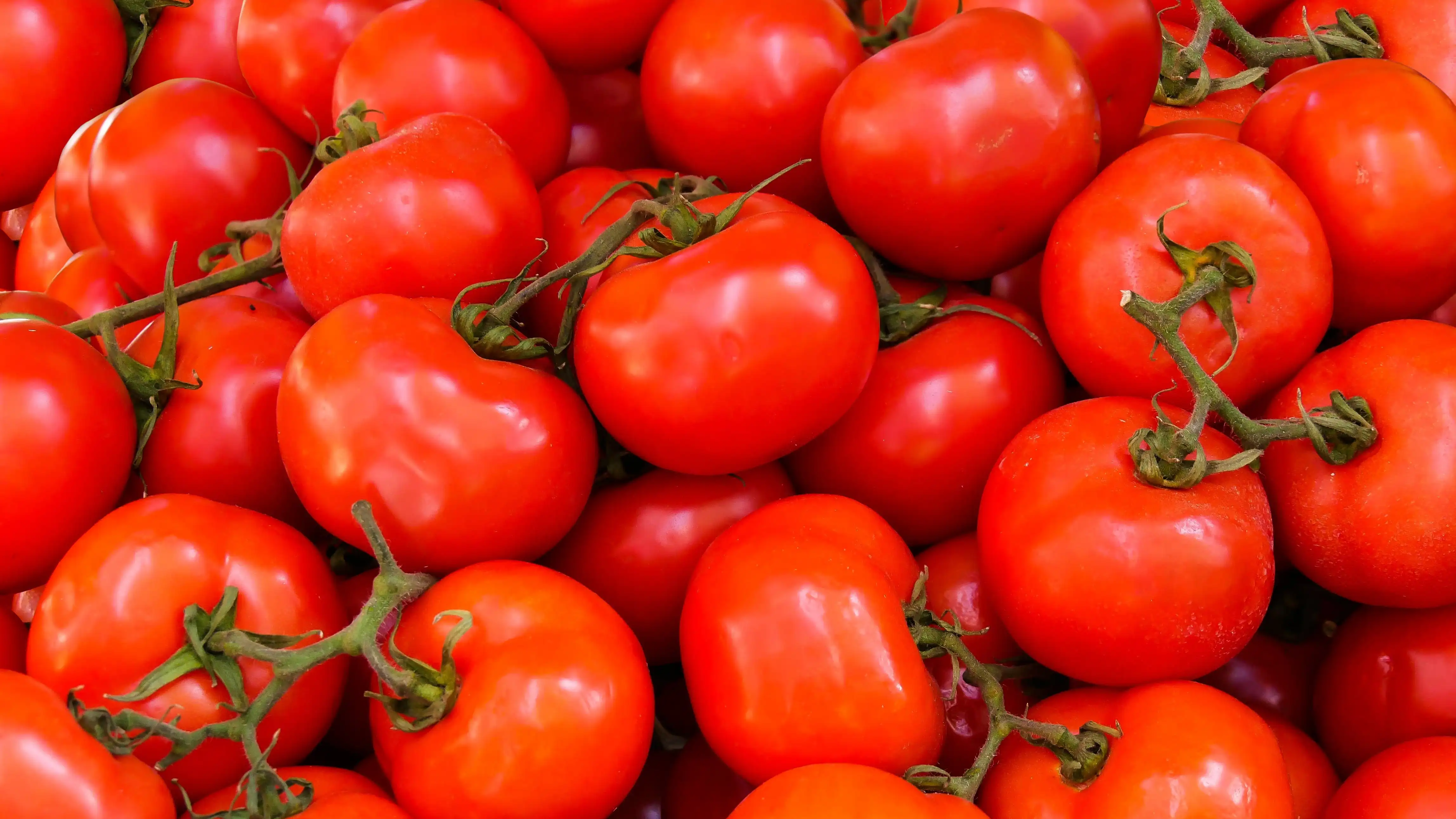 Imagen de tomates Imagen de tomates