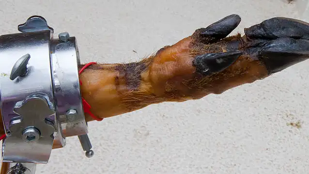 Jamón ibérico Jamón ibérico
