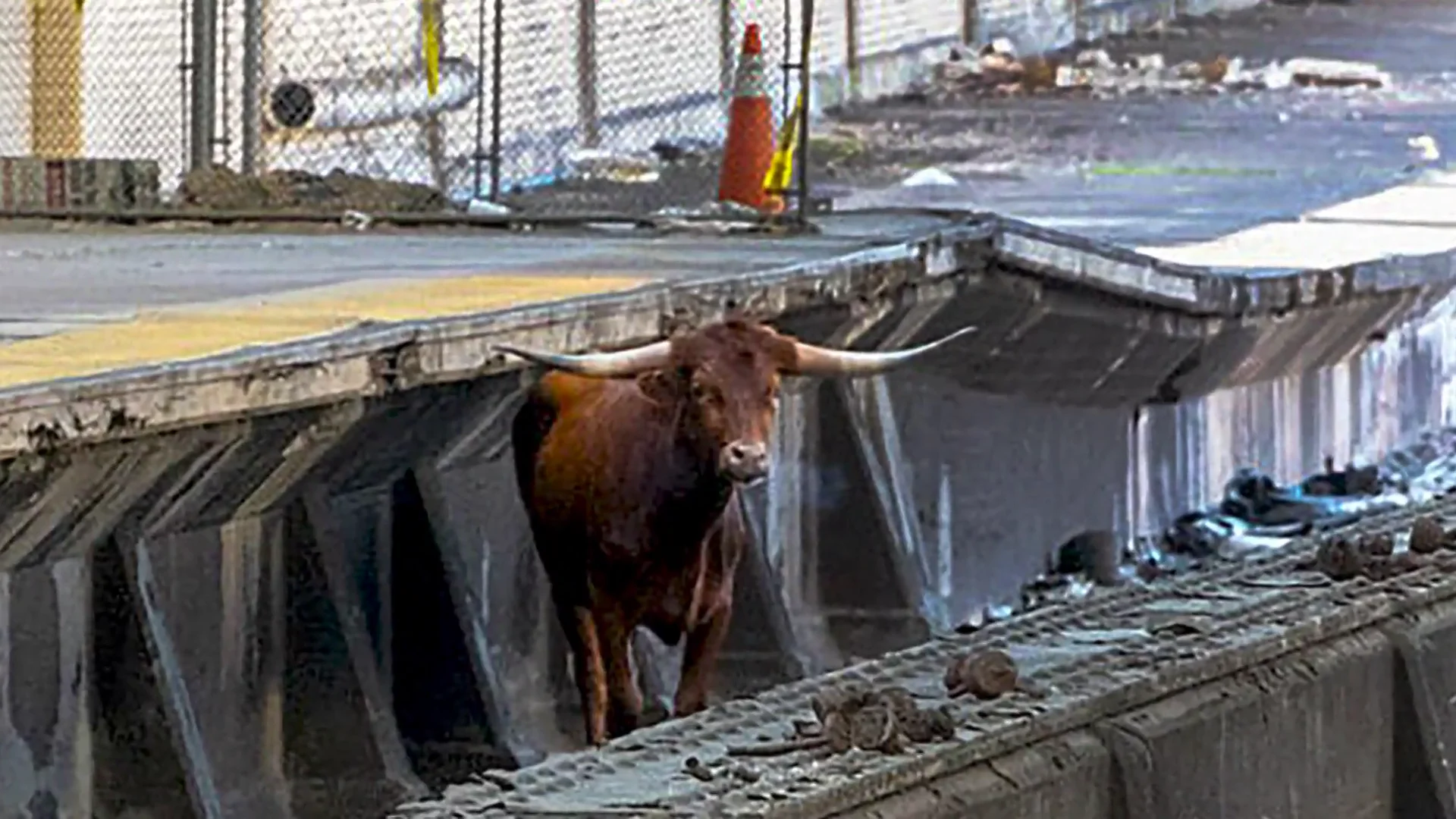 Un toro salta a las v&iacute;as del tren en Nueva Jersey