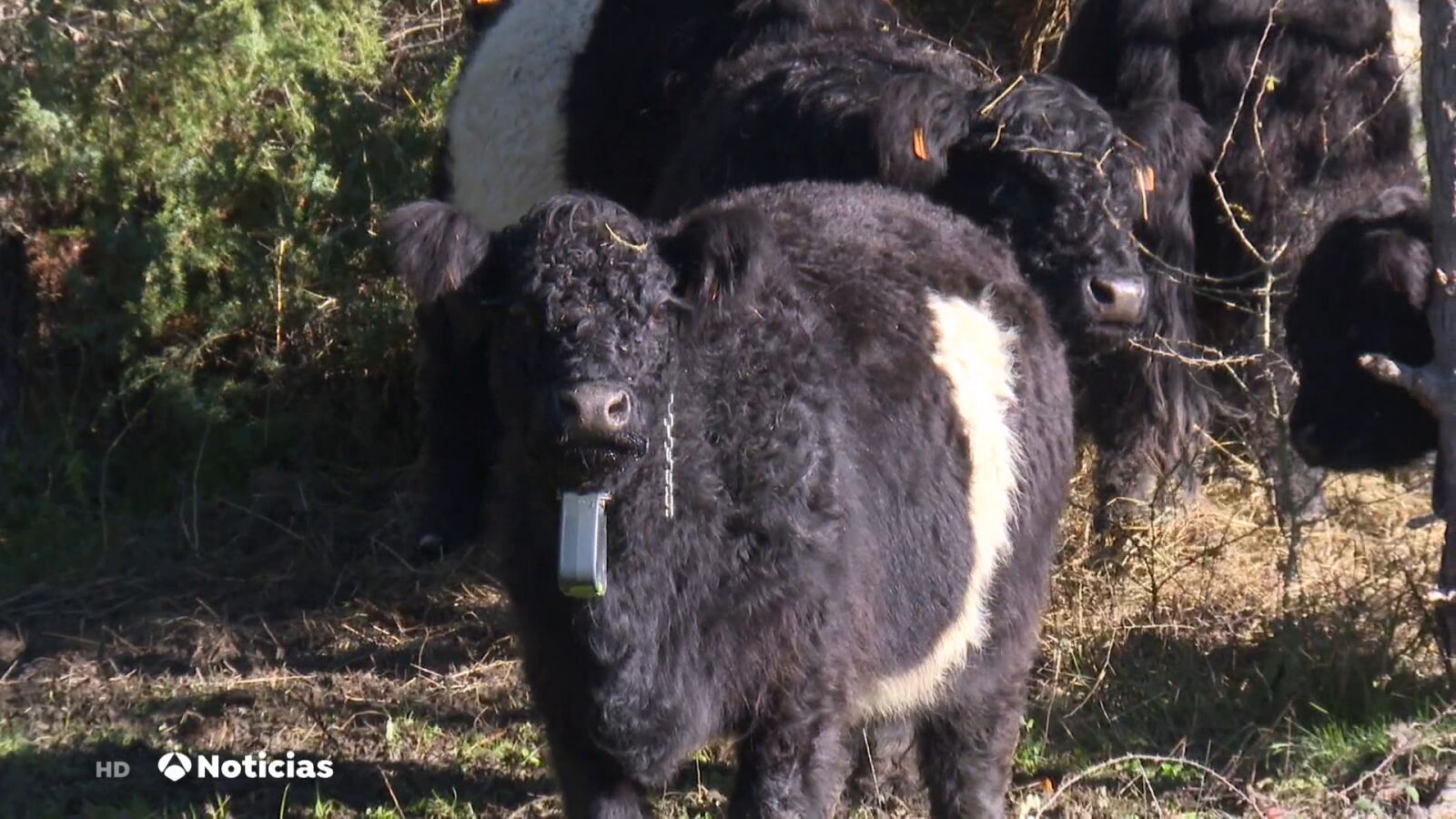 Las vacas que se convierten en bomberas gracias a la ganadería extensiva