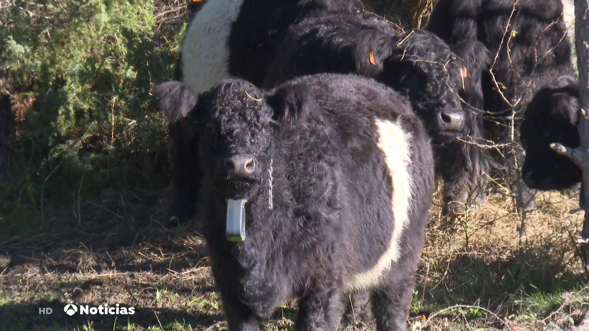 Las vacas que se convierten en bomberas gracias a la ganader&iacute;a extensiva