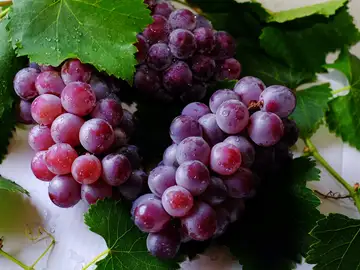 Uvas Uvas