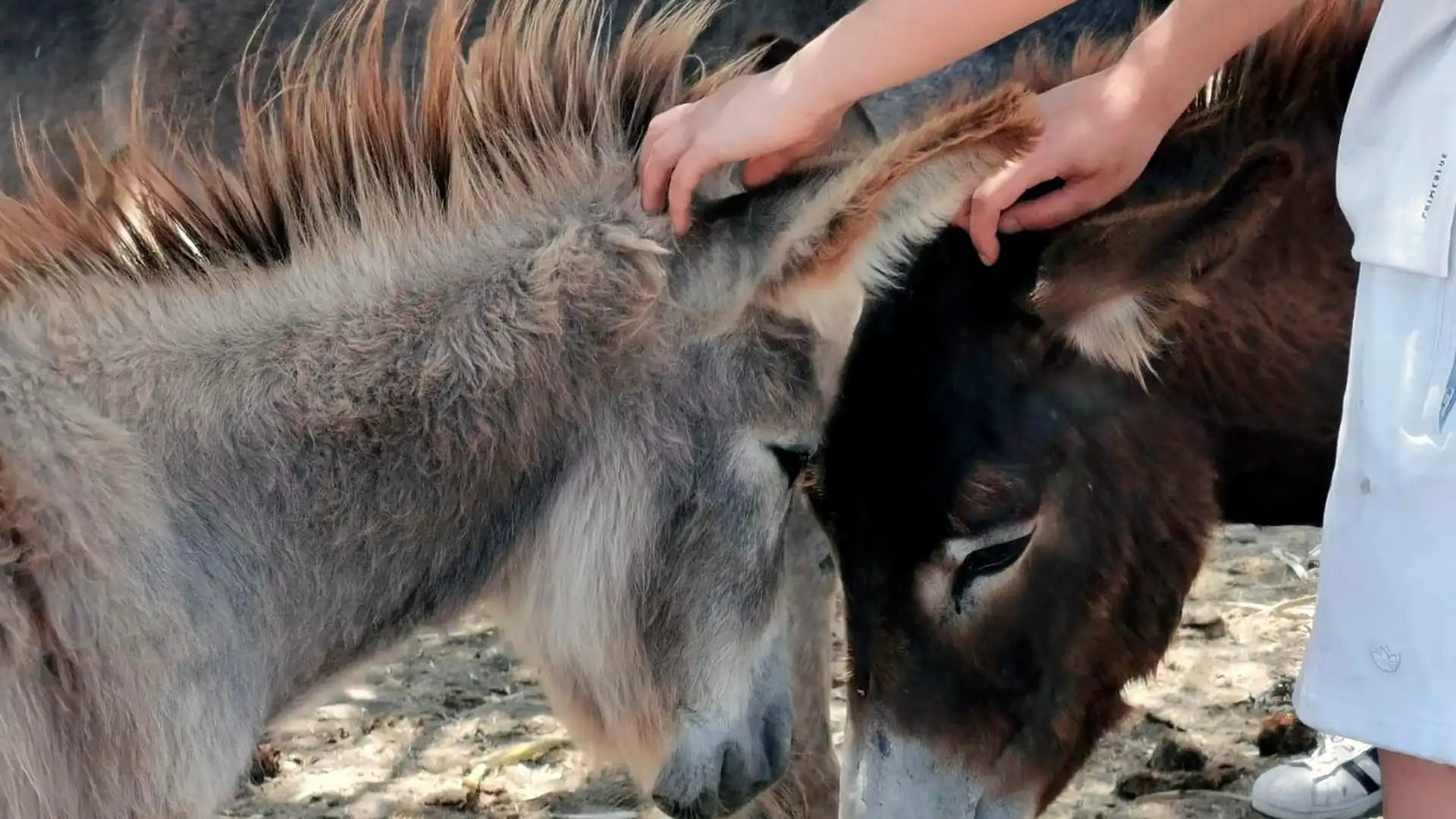 Burros en Doñana Burros en Doñana