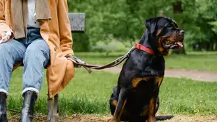 Un perro rottweiler Un perro rottweiler