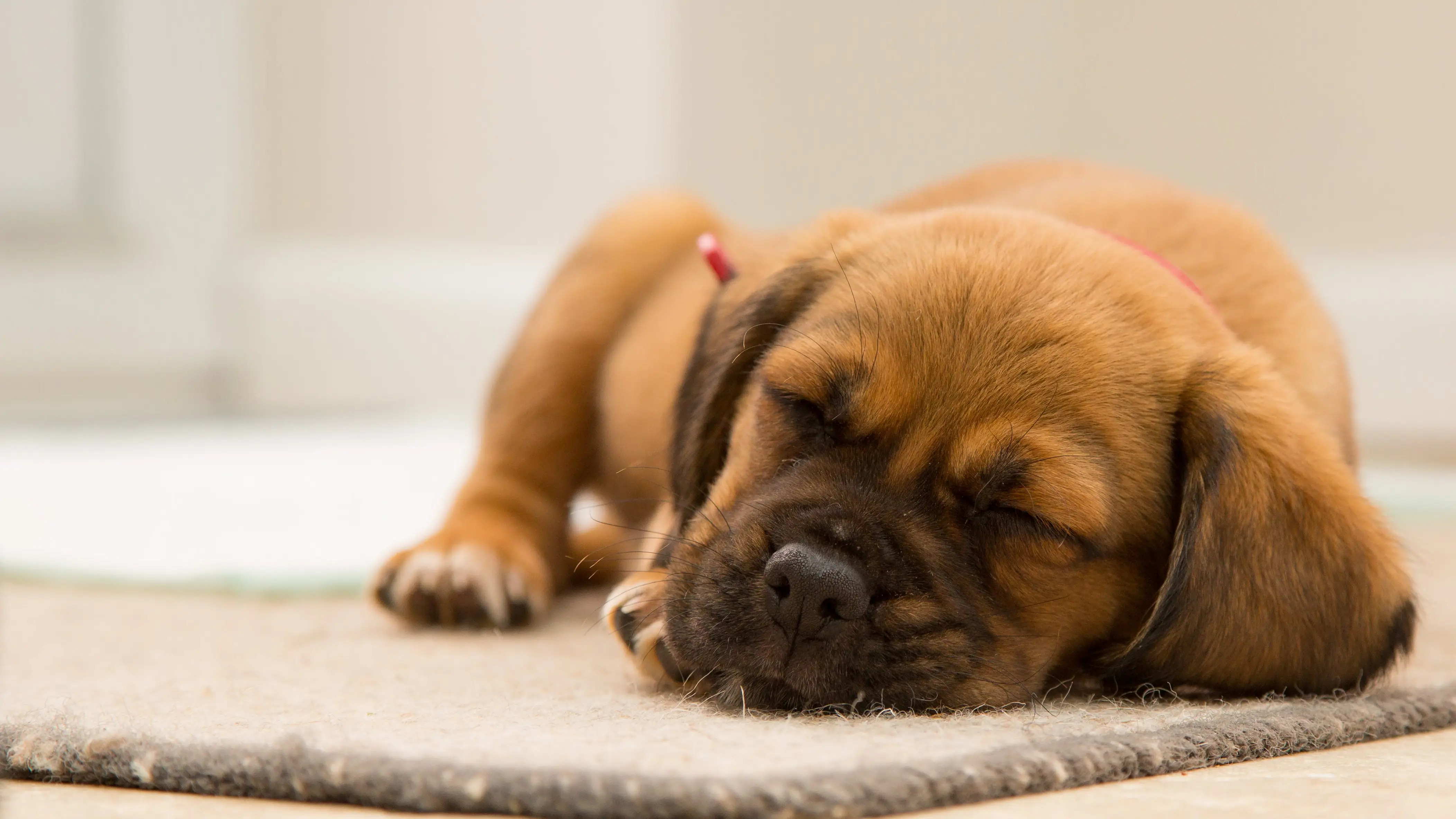 Perro durmiendo