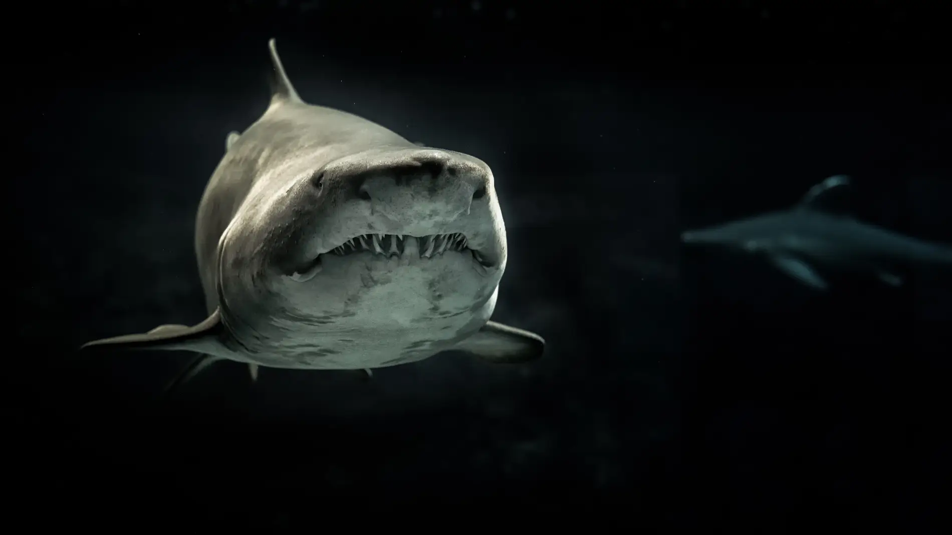 Imagen de archivo de un tiburón gris