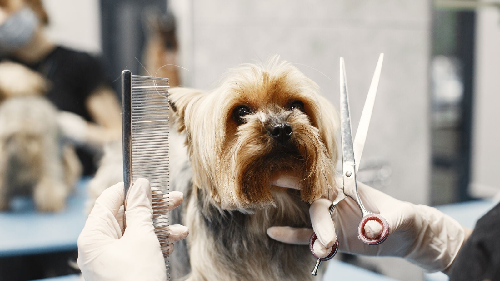 Ya hay más perros que niños en España: ¿Sustituyen los animales a los hijos?