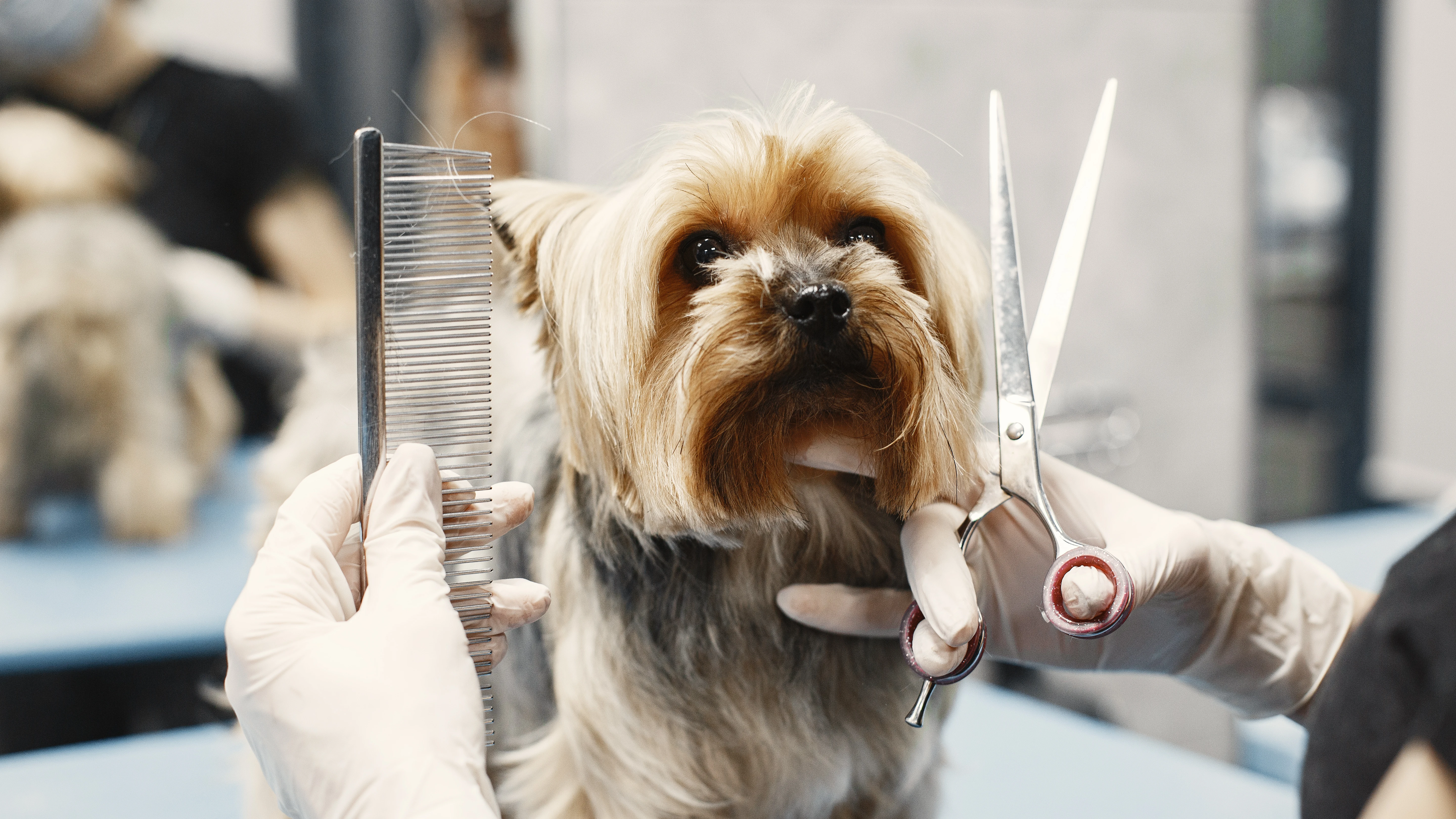 Perro en la peluquer&iacute;a