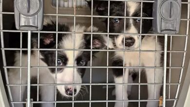 Preocupación por el tráfico de cachorros: 