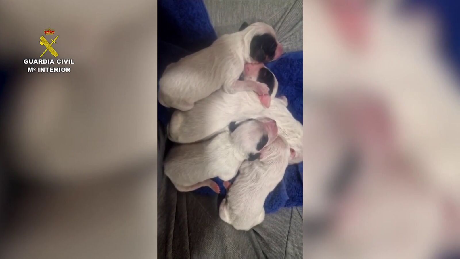 Investigan a un hombre por abandonar a ocho cachorros en un contenedor de Valladolid