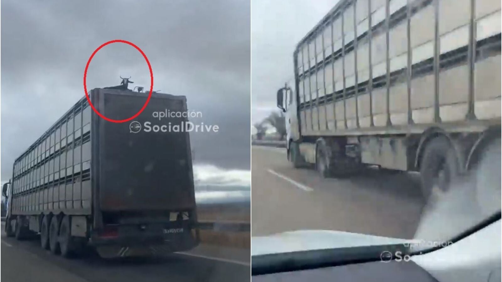 VÍDEO: Un hombre circula con una cabra en el techo del camión antes de ser denunciado por la Guardia Civil