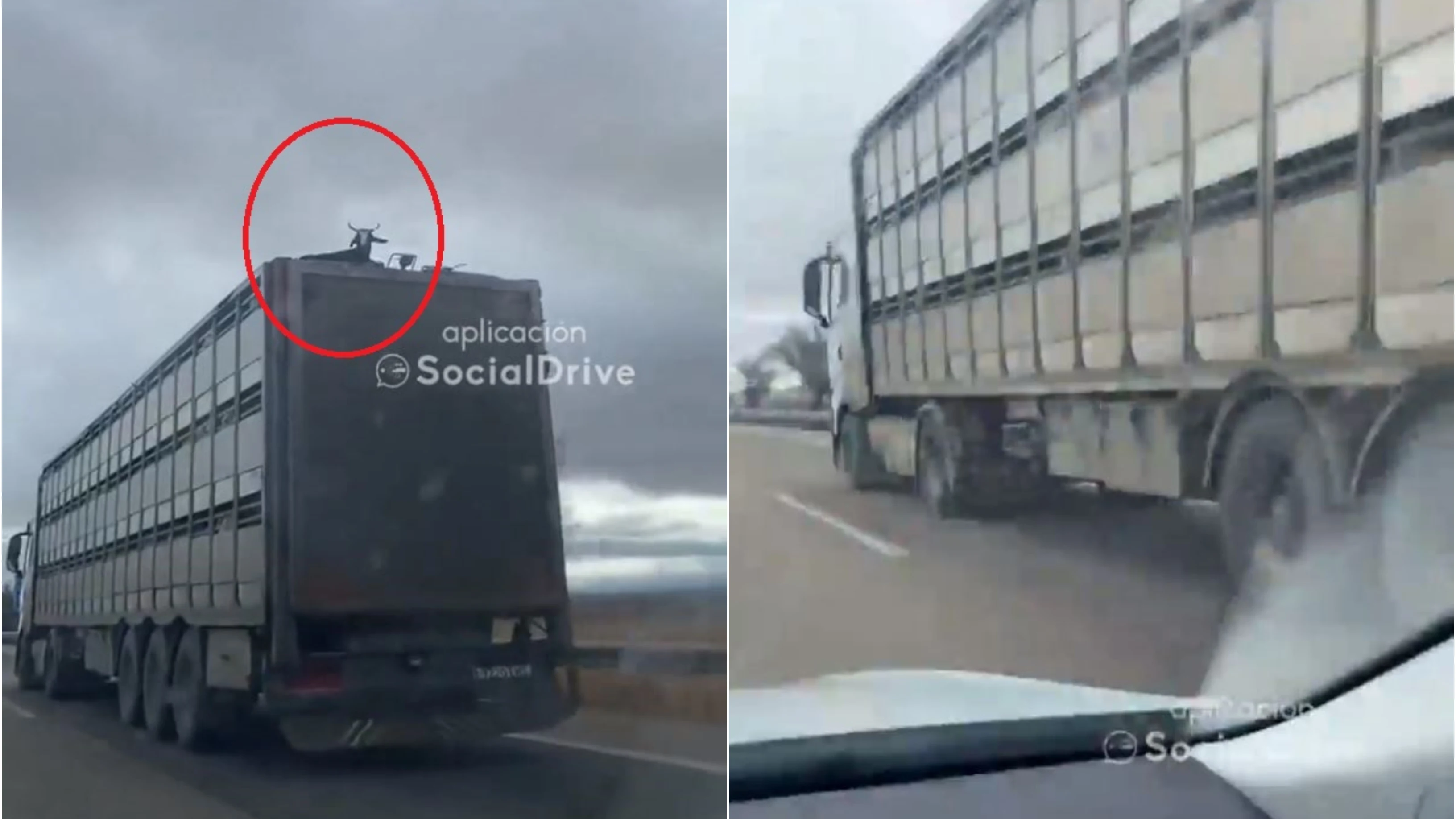 Imagen de la cabra en el techo del camión Imagen de la cabra en el techo del camión
