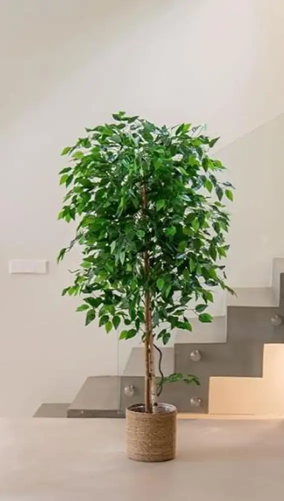 Ficus artificial