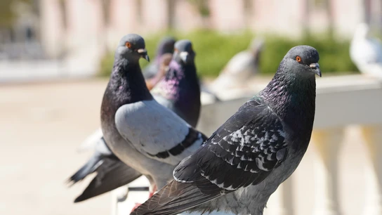 Palomas Palomas
