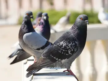 Palomas Palomas