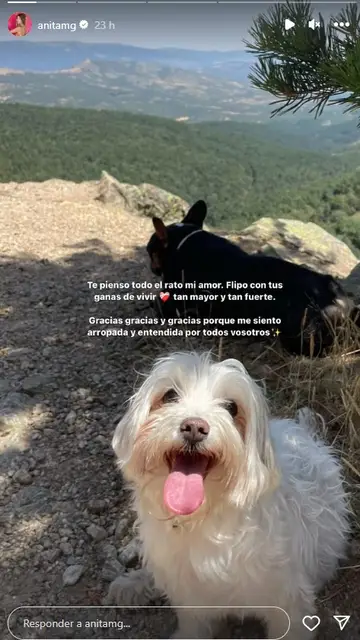 Los perros de Anita Matamoros Los perros de Anita Matamoros