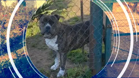 Atacado por un perro a sus 60 años mientras paseaba: "Estaban sueltos" Atacado por un perro a sus 60 años mientras paseaba: "Estaban sueltos"